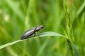 macro insect 20260530 122858px