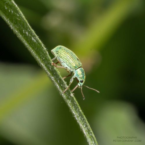 macro insect 20260606 dsc08487px