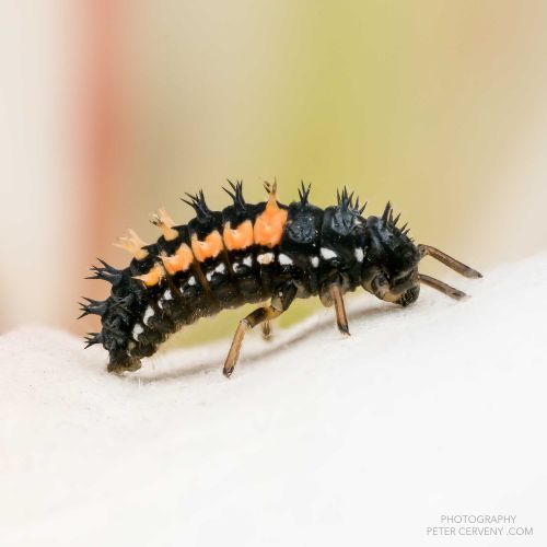 macro insect 20260615 08937 stack11f11 1x1px