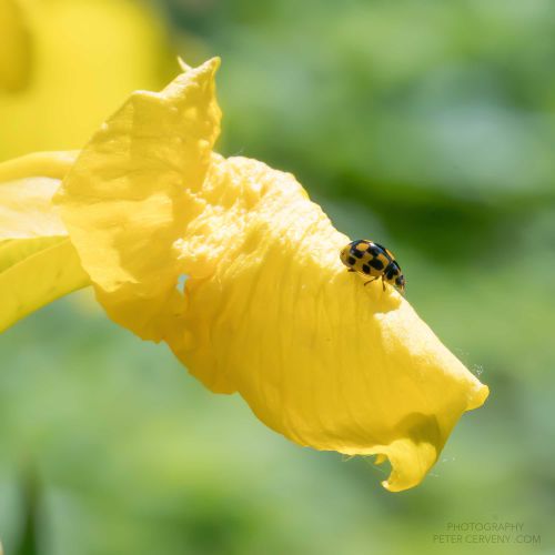 macro insect beetle 20260606 dsc08378px
