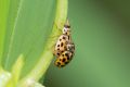 macro insect beetle 20260606 dsc08526px