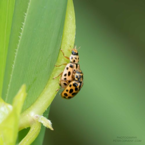 macro insect beetle 20260606 dsc08526px