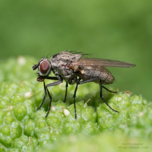 macro insect fly 20260606 dsc08477px