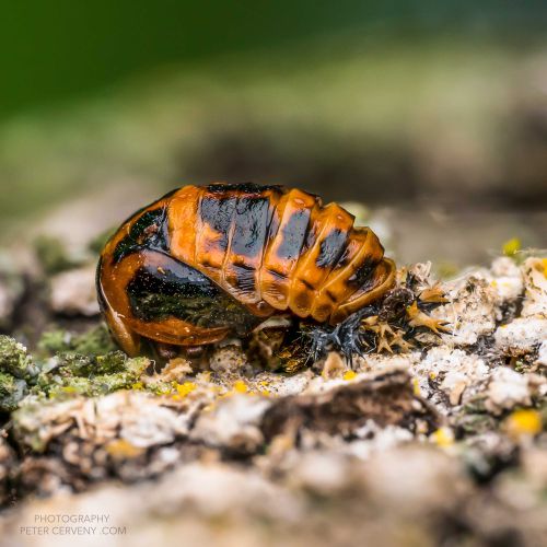 macro insect ladybug 20260614 stack9f9px