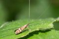 macro insect moth 20260610 08701px