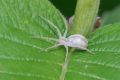 macro insect spider 20260606 dsc08515px