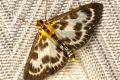 macro moth 20260701 171258px