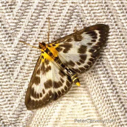 macro moth 20260701 171258px