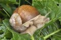 macro snail 20260530 115715px