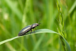 macro insect 20260530 122858px