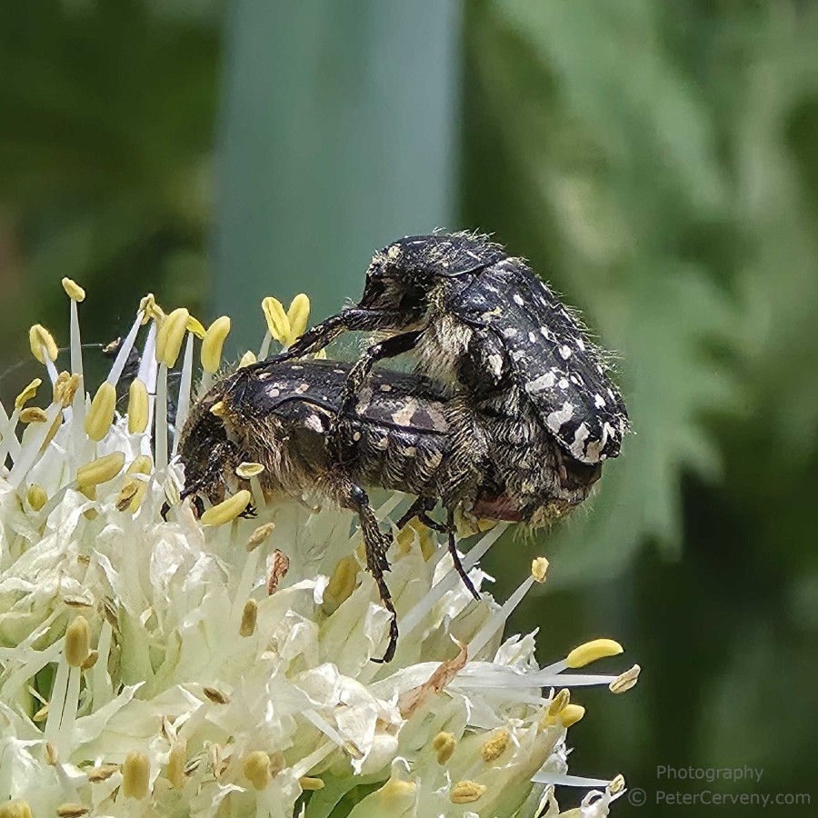 macro insect 20260530 130626px