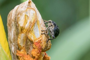 Macro Insect