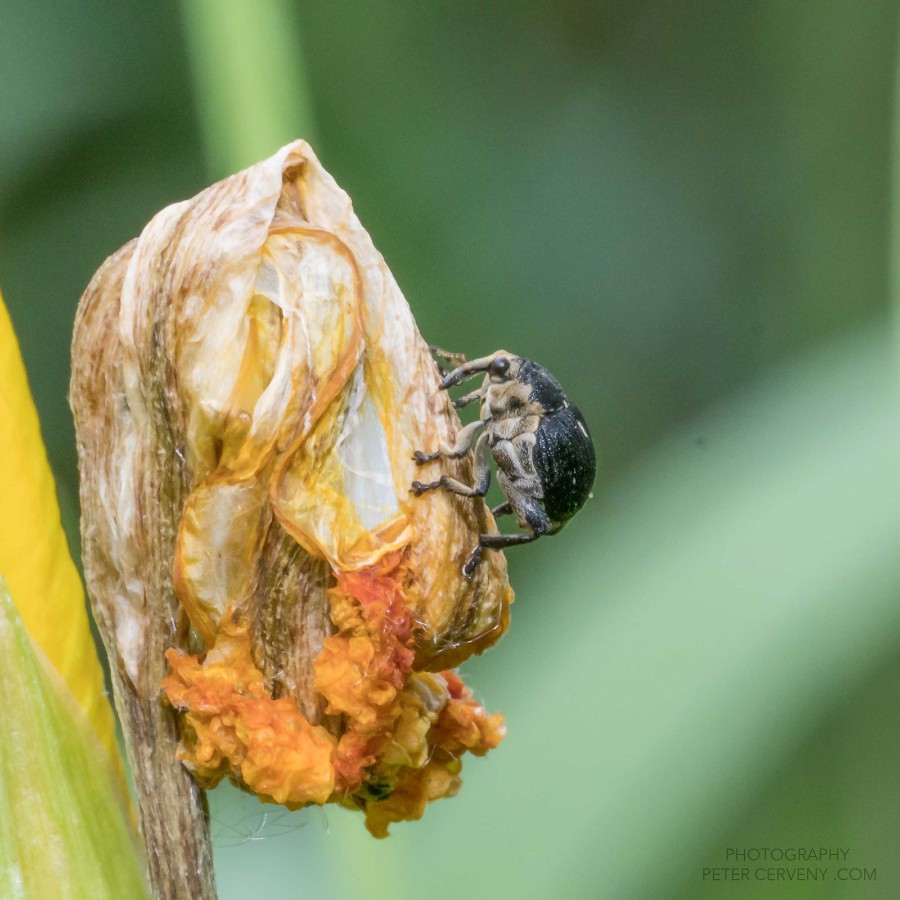 Macro Insect