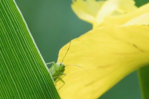 Macro Insect Gemeine Eichenschrecke