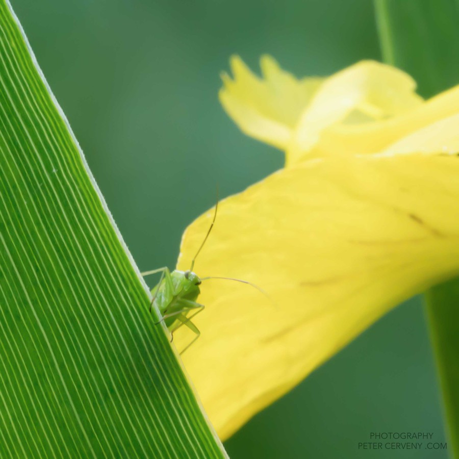 Macro Insect Gemeine Eichenschrecke