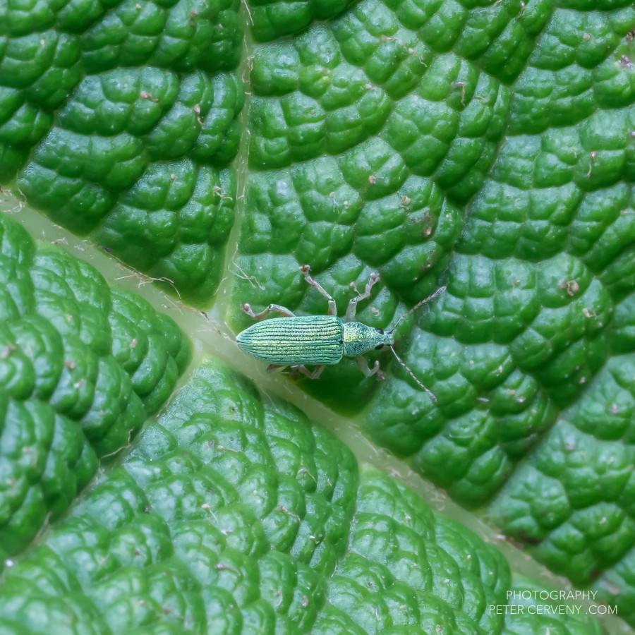 Macro Insect
