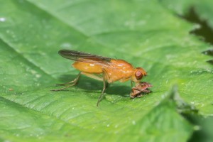 Macro Insect