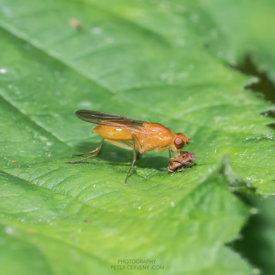 Macro Insect