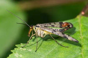 Macro Insect scorpionfly