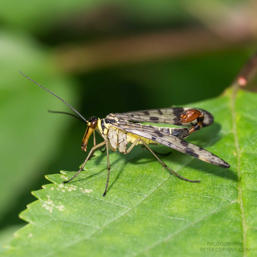 Macro Insect scorpionfly