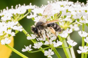 Macro Insect Westliche Honigbiene