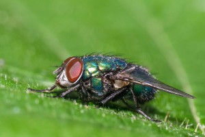 Macro Insect blow-fly Schmei&szlig;fliege
