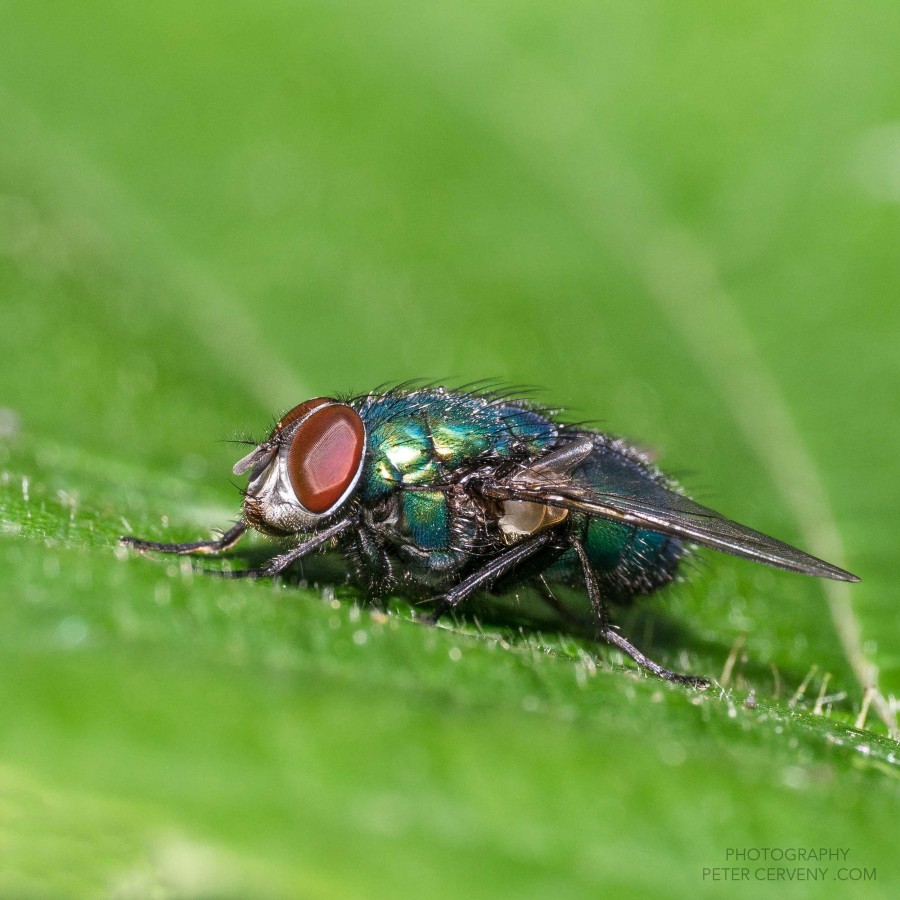 Macro Insect blow-fly Schmei&szlig;fliege