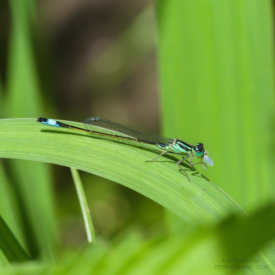 Macro Insect