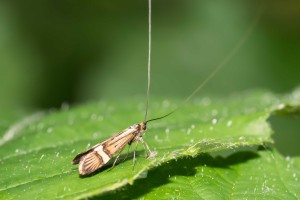 Macro Insect female longhorn moth