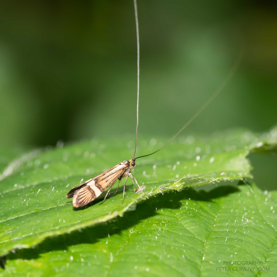 Macro Insect female longhorn moth