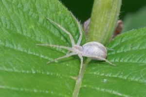 Macro Insect Spider