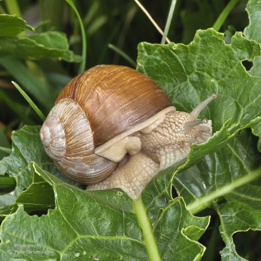macro snail 20260530 115715px