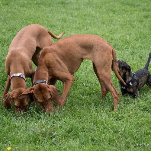 w1800 20190525 dog hh