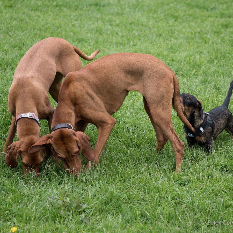 w1800 20190525 dog hh