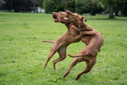 w1800 20190525 dog hh