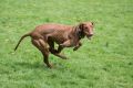 w1800 20190525 dog hh 0522
