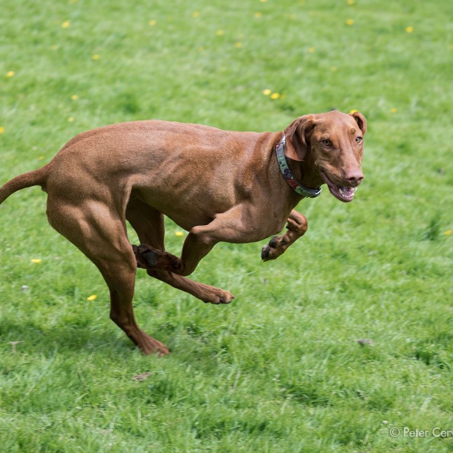 w1800 20190525 dog hh 0522